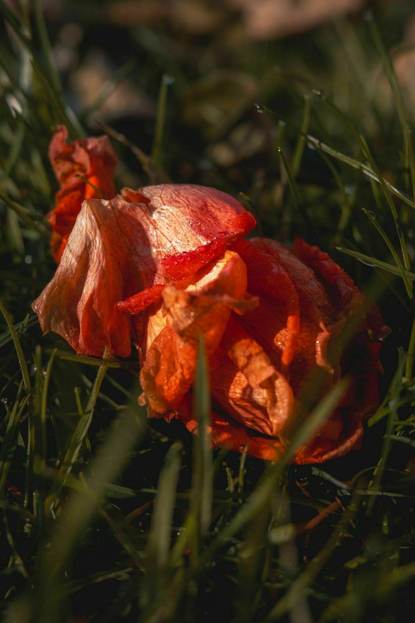 a rose left in wet grass to rot